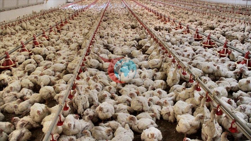 TÜİK açıkladı: Kümes hayvancılığında üretim rekora koşuyor!