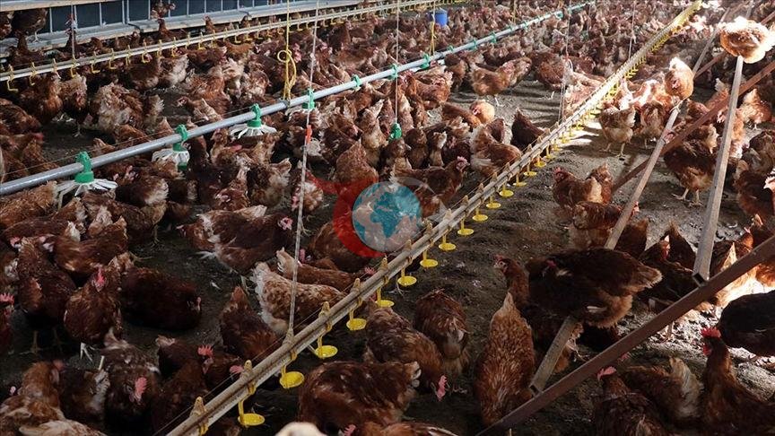 TÜİK açıkladı: Kümes hayvancılığında üretim rekora koşuyor!