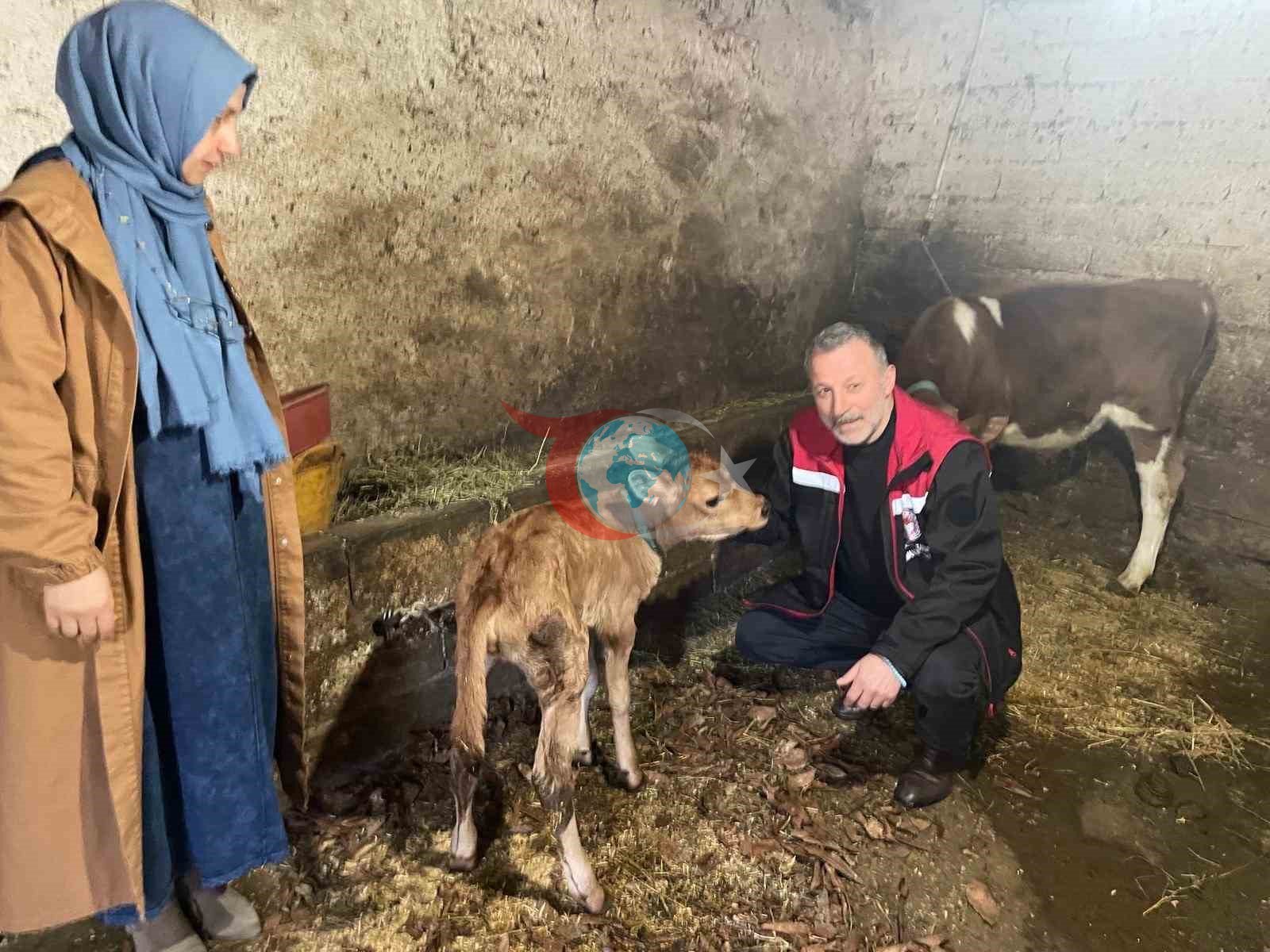 Danimarka ve Amerika&rsquo;dan getirildiler, Of&rsquo;a kısa sürede uyum sağladılar