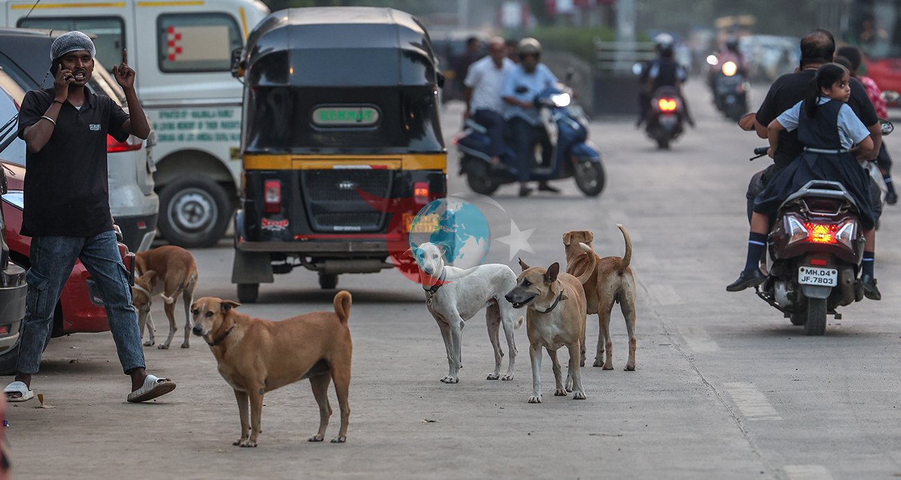 Hindistan'da 62 Milyon Sokak Köpeği Sorun Yaratıyor