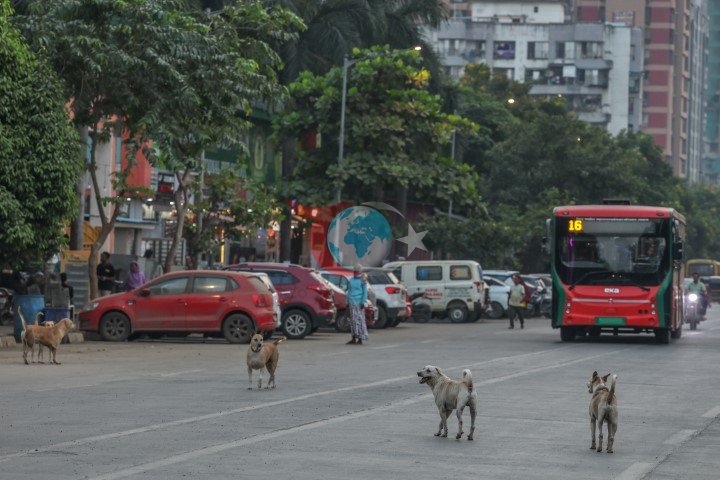 Hindistan’da 62 milyon sokak köpeği, sokakları işgal ediyor