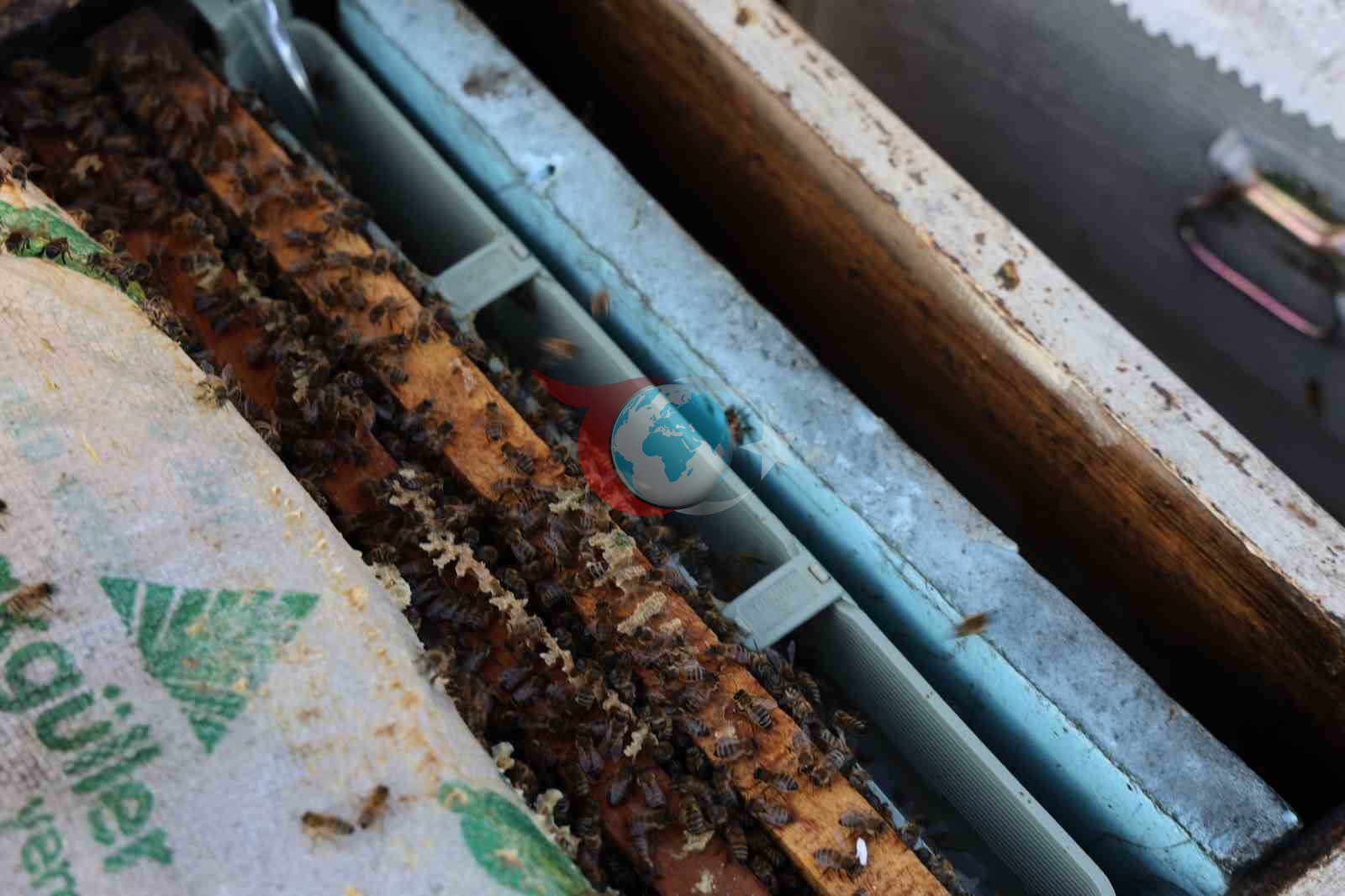 Aydın’da arı kolonileri gençleşiyor, arıcılar sezondan umutlu