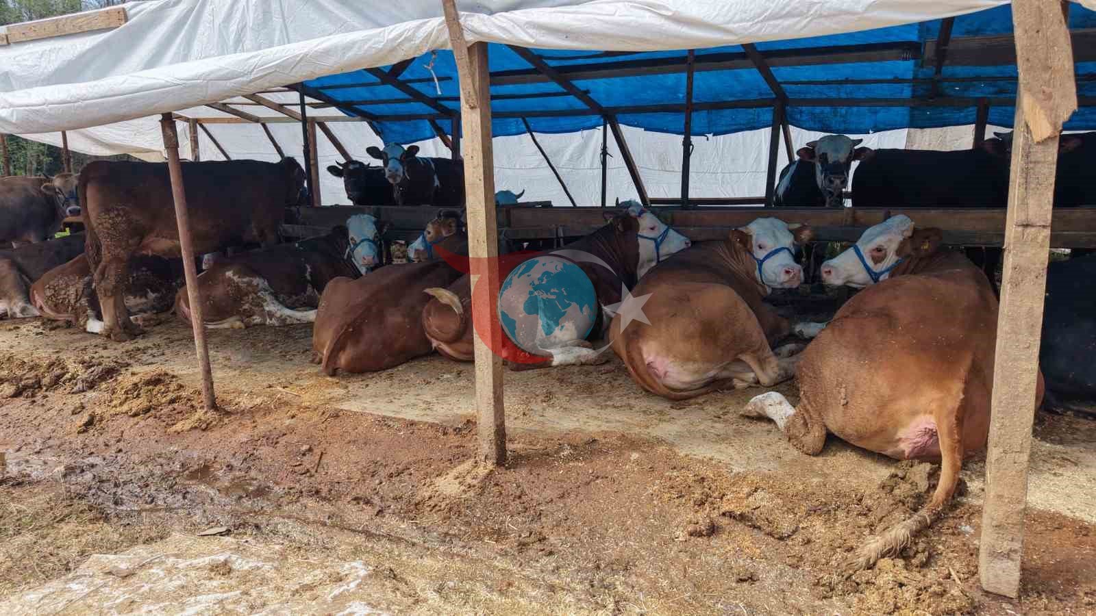 Başiskele’de kurban satış alanları denetleniyor