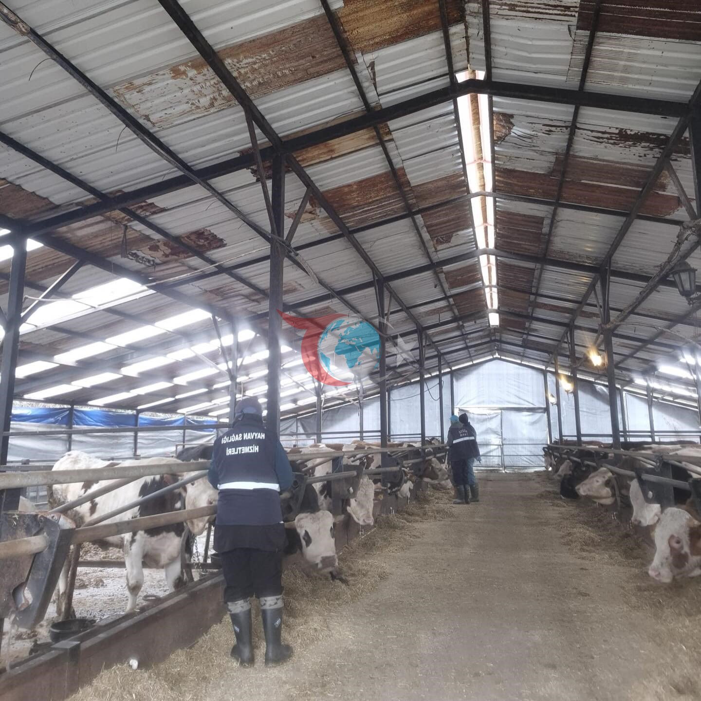 Düzce’de ekipler hayvan sağlığı için sahada