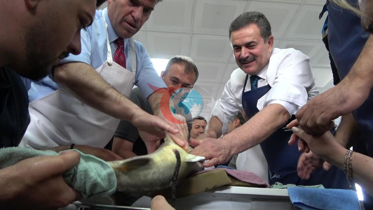 'Siyah İnci' Karadeniz'e salınıyor! Kilosu 90 bin lira: Sayı 30 bini aştı