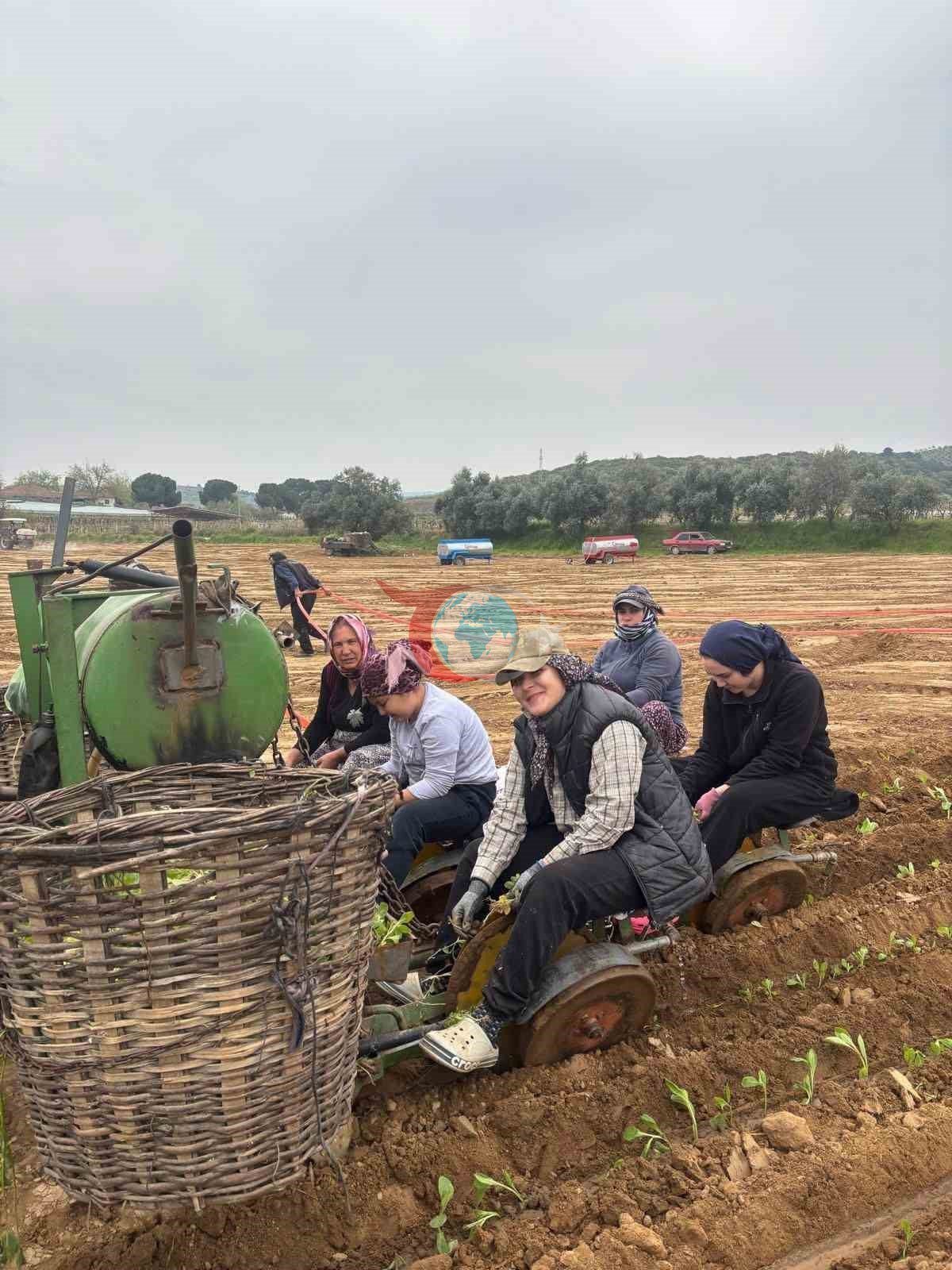 Karacasu&rsquo;da çiftçilerin tütün mesaisi başladı