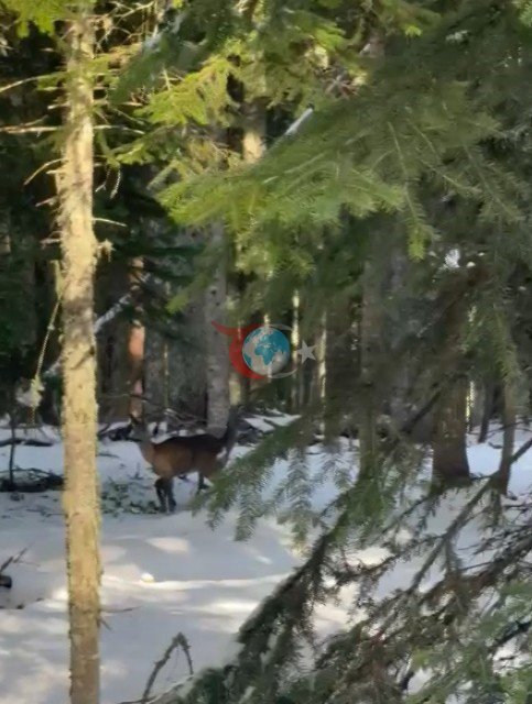 Kastamonu&rsquo;da karacalar su içerken görüntülendi