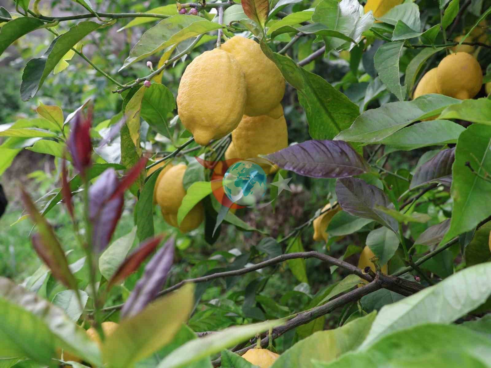 Arsuz&rsquo;da limon hasadı başladı