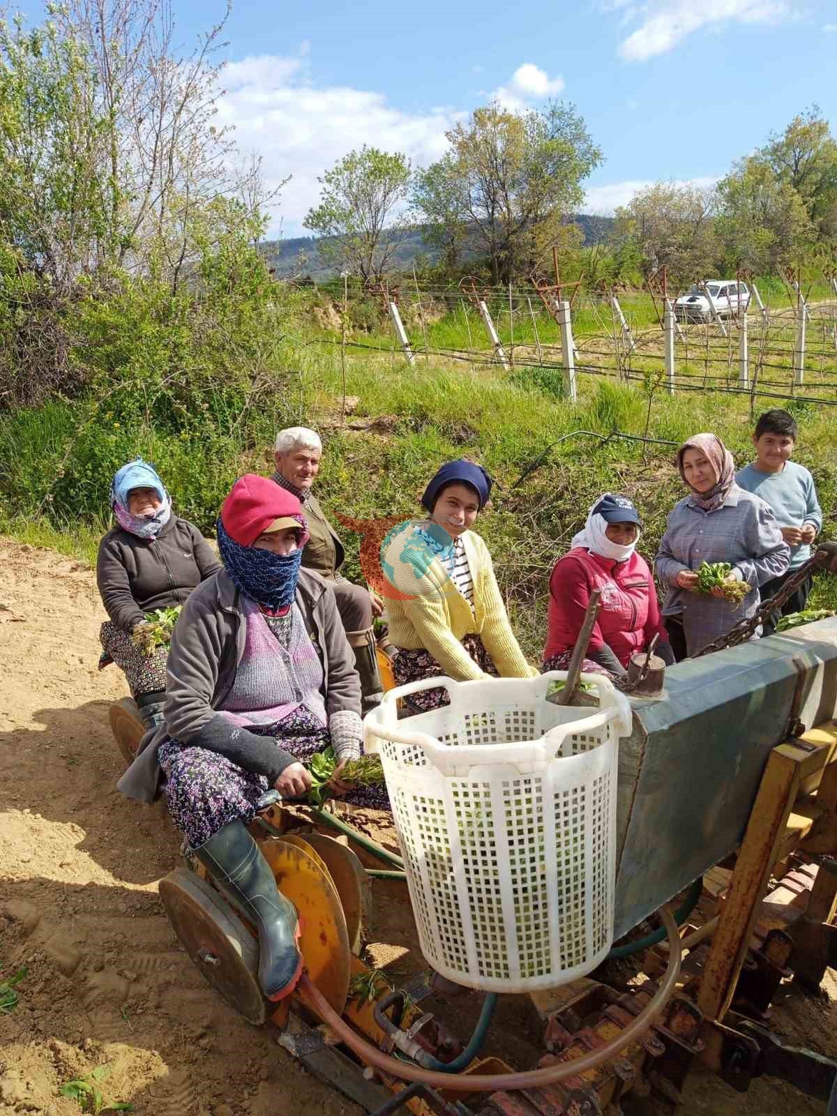 Sarıgöl&rsquo;de tütün dikimi başladı