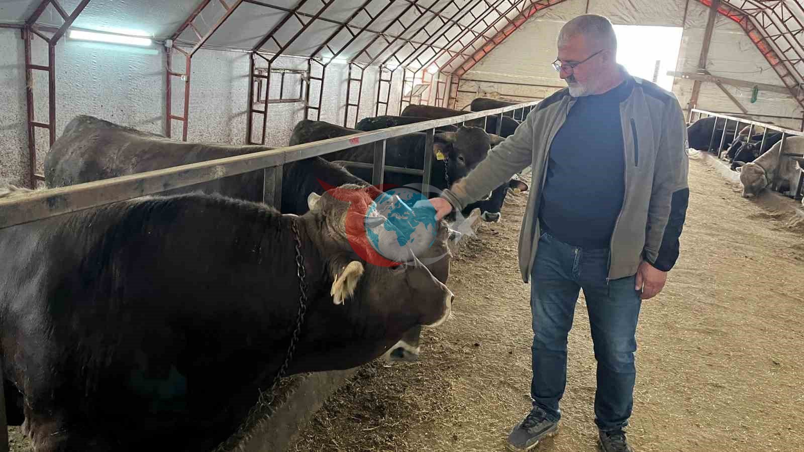 Artvin’de kurbanlıklar pazara çıkmayı bekliyor