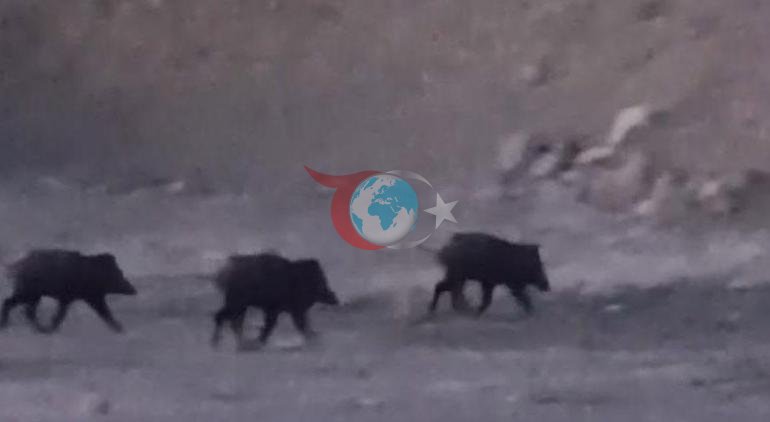 Dere kenarında vatandaşlar fark etti Suda hareket etti, sonra gözden kayboldu