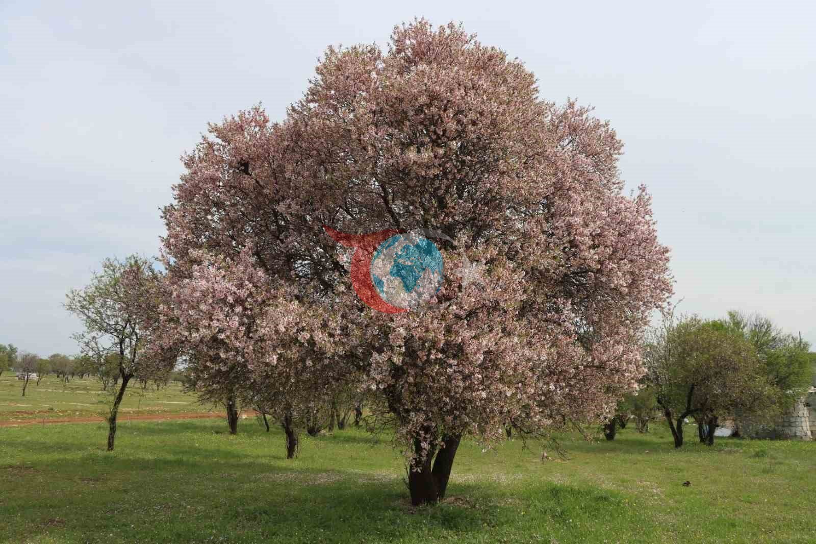 ลanlฤฑurfa badem รผretiminde Adฤฑyaman ile yarฤฑลฤฑyor