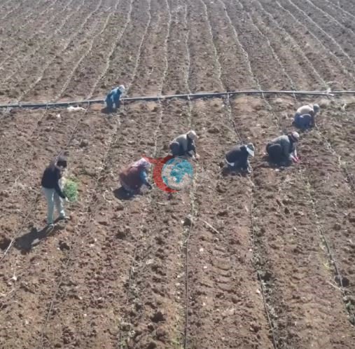 Elazığ’da domates üretiminde yeni sezon başladı