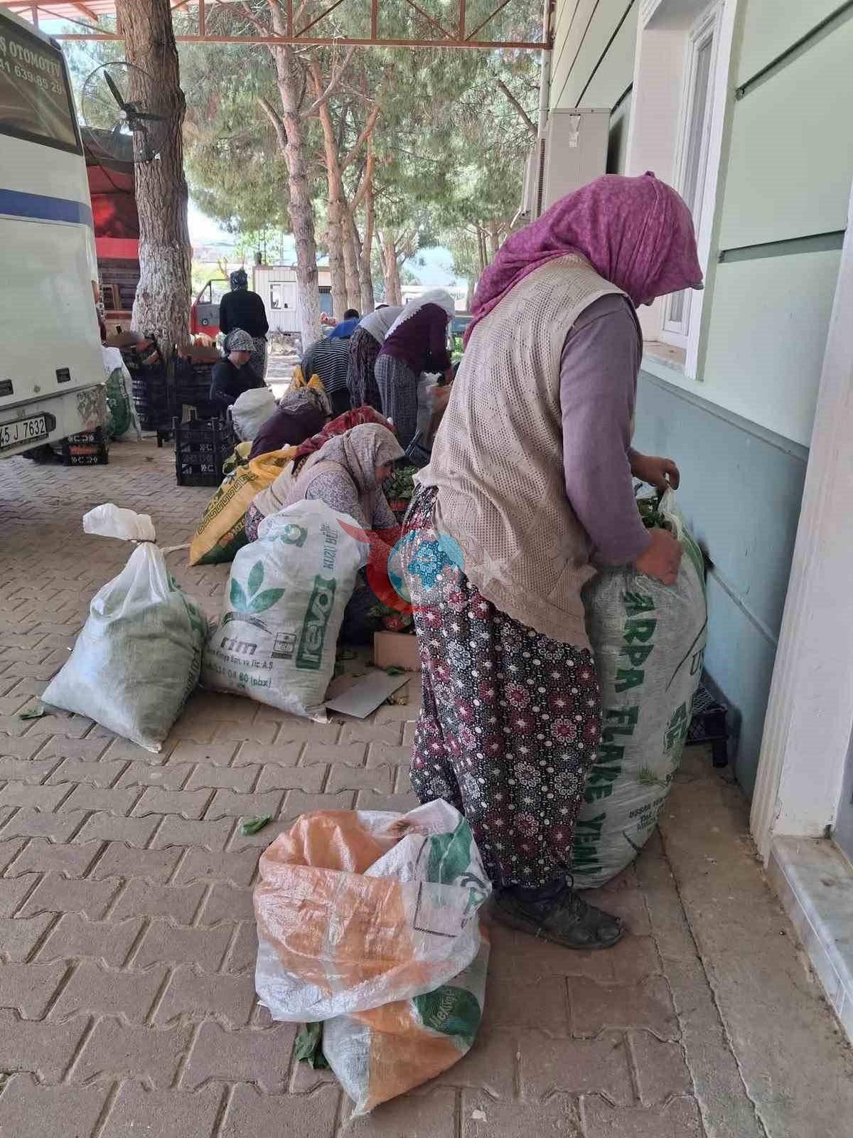 Sarıgöl&rsquo;de taze bağ yaprağı mesaisi başladı