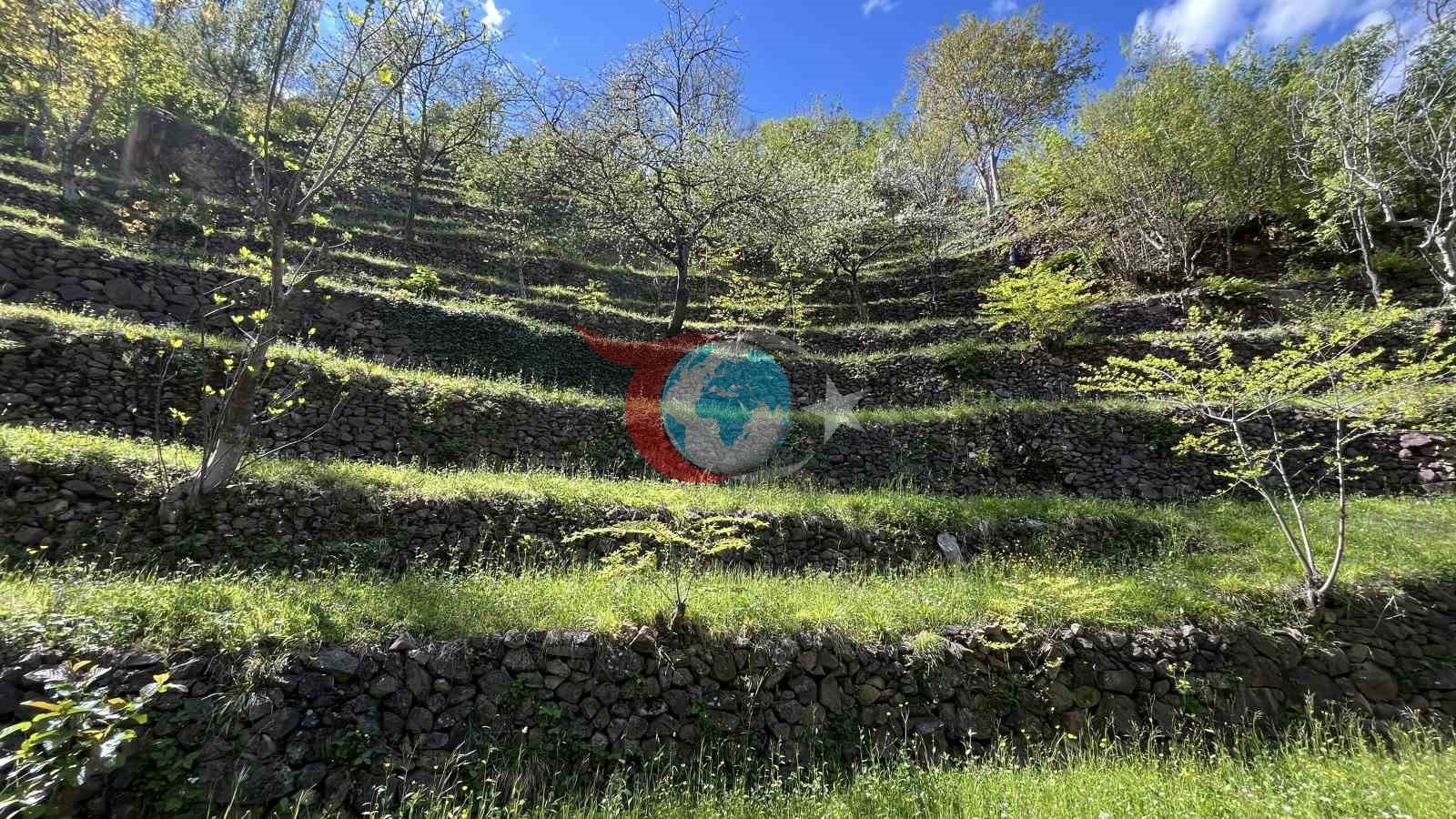 Dik yamaçta 60 yıllık emek, taş duvarlarla kurulan miras