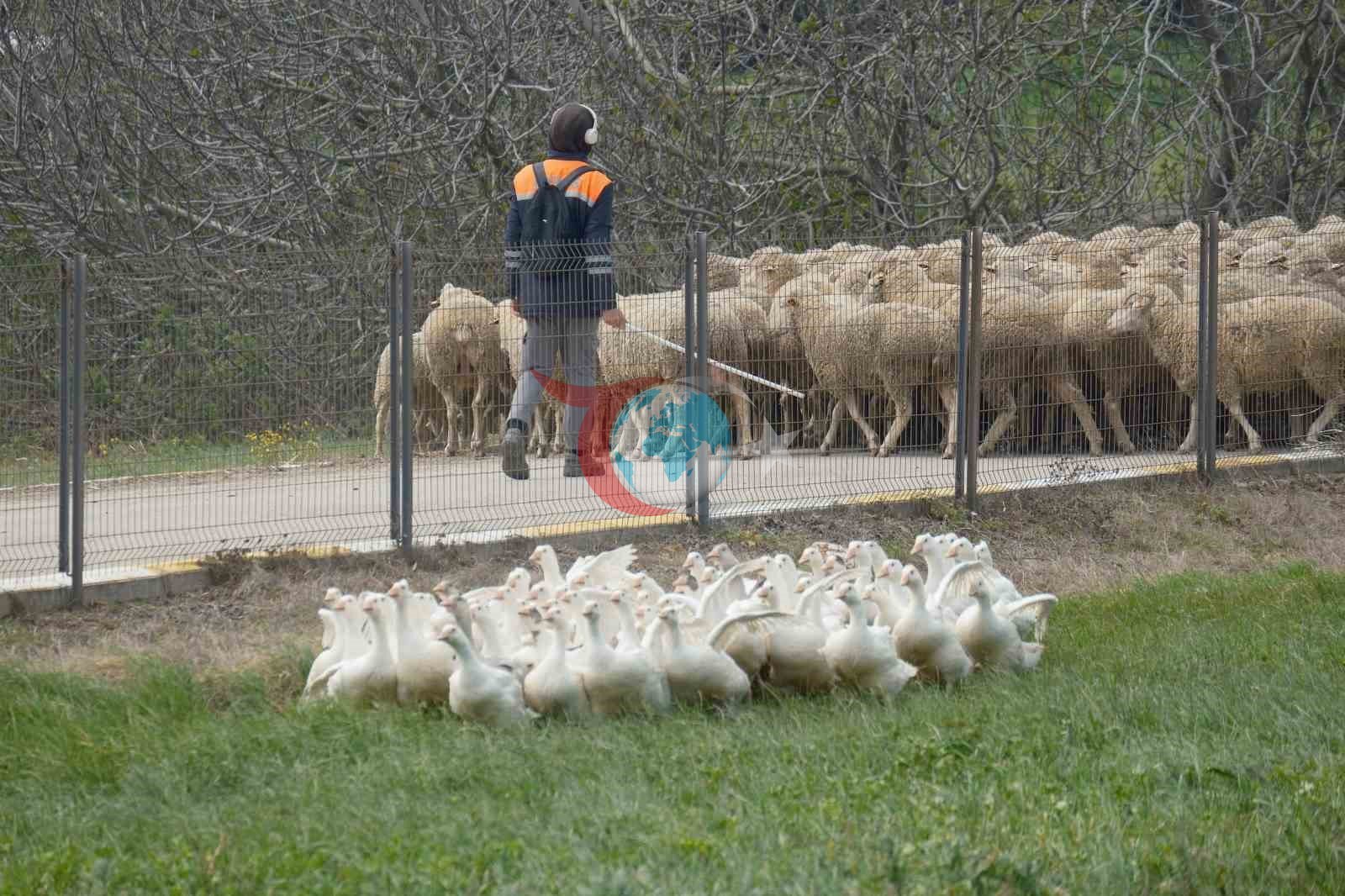 Anadolu kazฤฑna