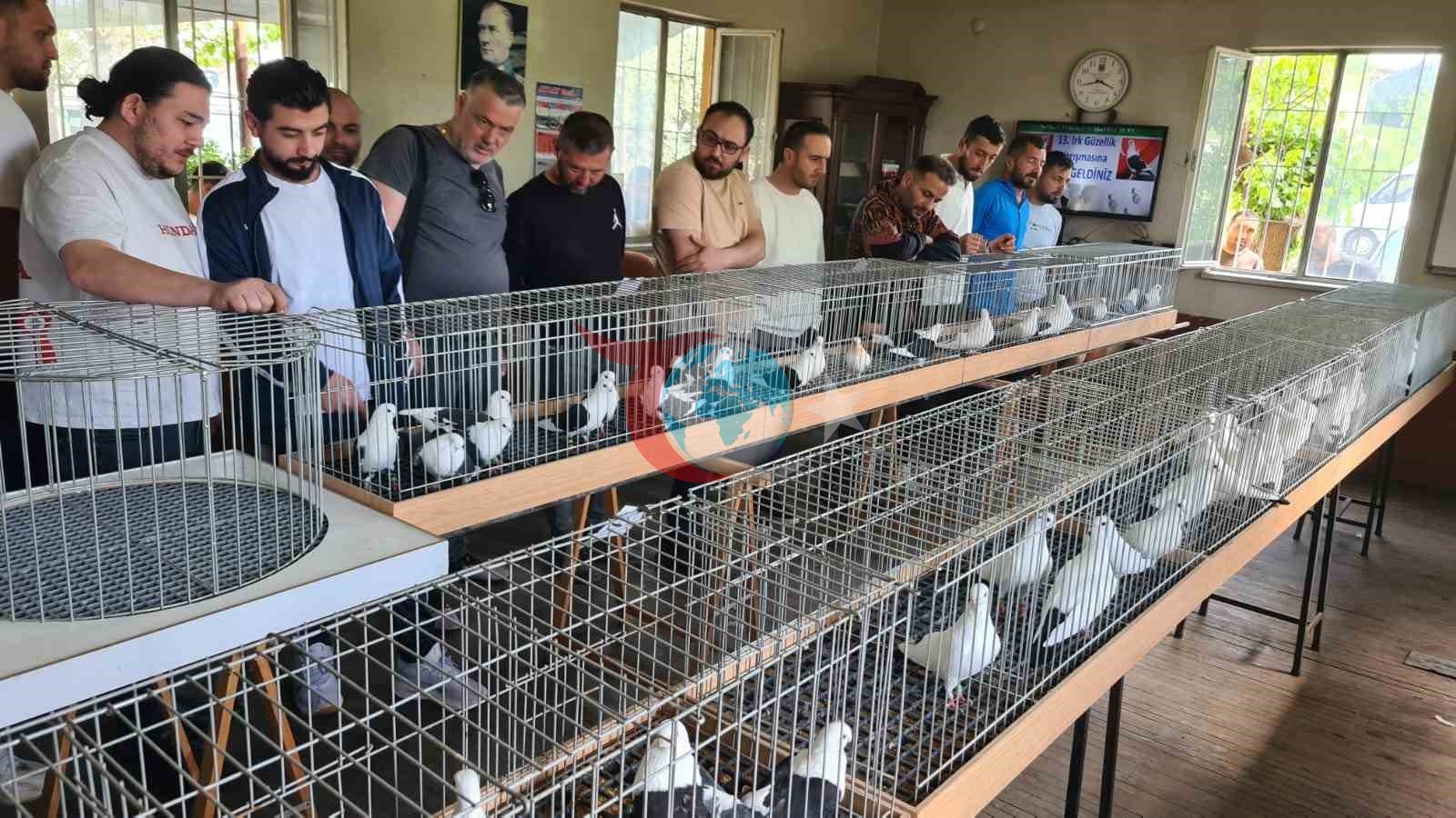 Denizli'nin Azman Güvercinleri Güzellik Yarışmasında Büyüledi