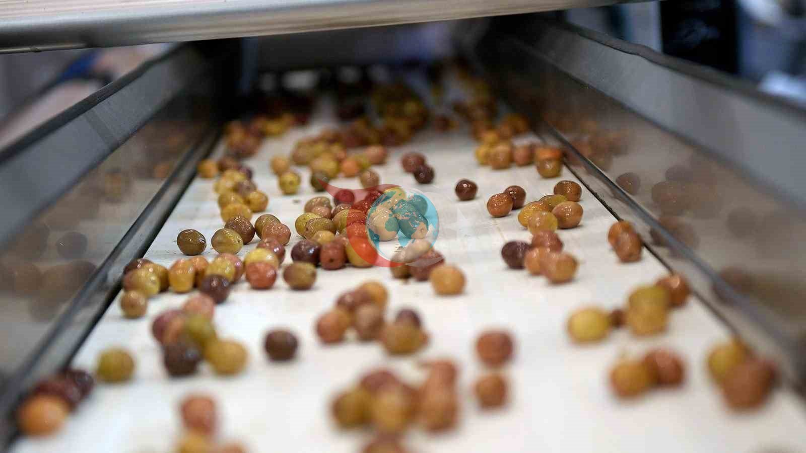 Zeytinin zirvesi İzmir’de kuruluyor