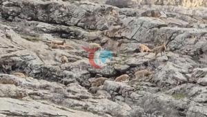 Yer: Hakkari Doğanın sessiz misafirleri ortaya çıktı: Sürü halinde...