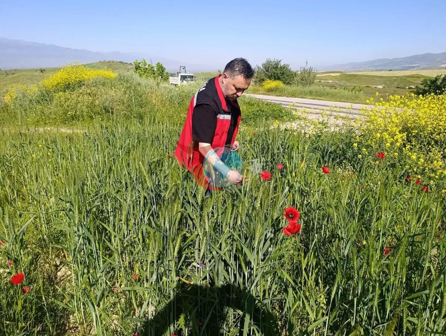 Sarıgöl&rsquo;de huhubatta verim için ekipler sahada