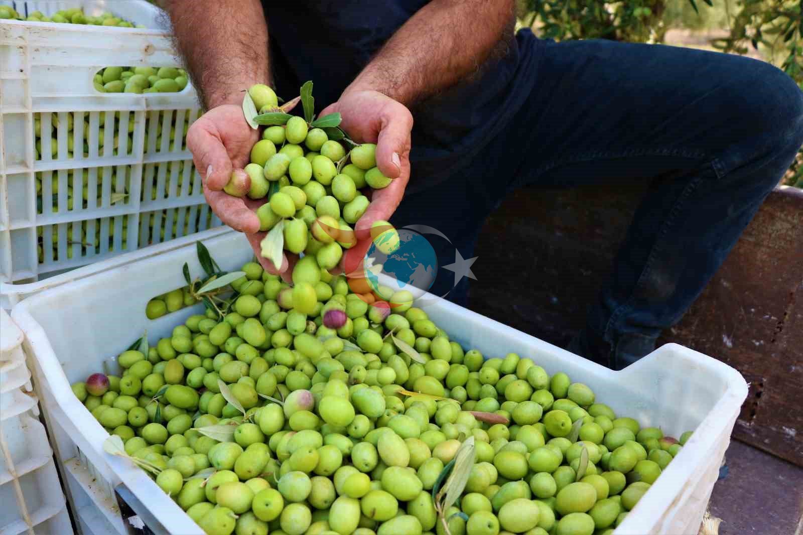 Akhisar’da zeytin için tarihi buluşma