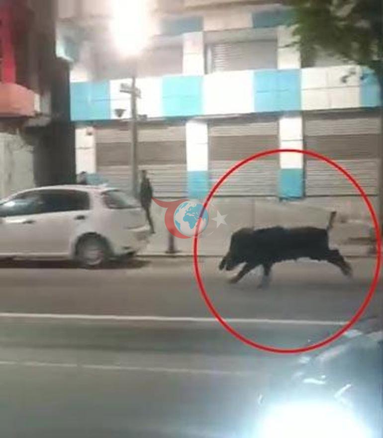 Kent merkezine inen domuz 3 kişiye saldırdı