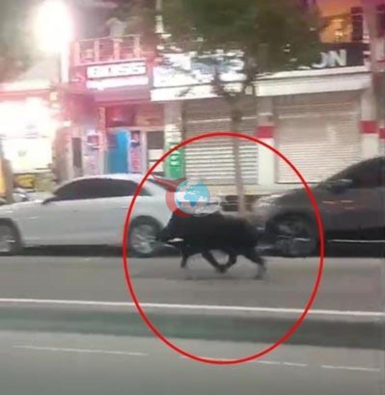 Kent merkezine inen domuz 3 kişiye saldırdı