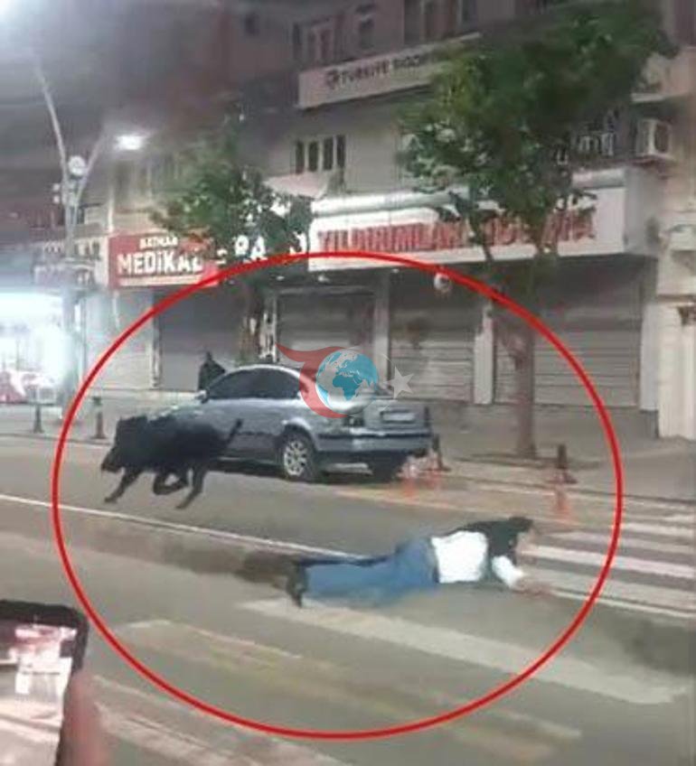 Kent merkezine inen domuz 3 kişiye saldırdı