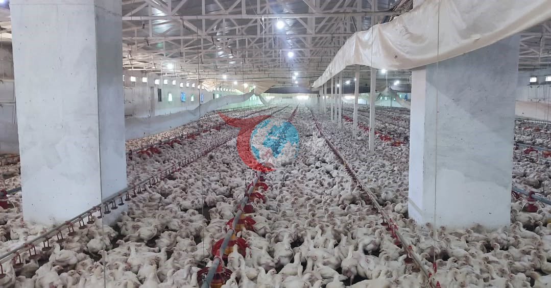 Aydın’da kanatlı üretimi 71 işletmede sürüyor