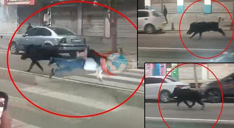 Kent merkezinde domuz saldırısı 3 kişiyi hastanelik etti, valilikten açıklama geldi