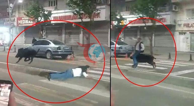 Kent merkezinde domuz saldırısı 3 kişiyi hastanelik etti, valilikten açıklama geldi