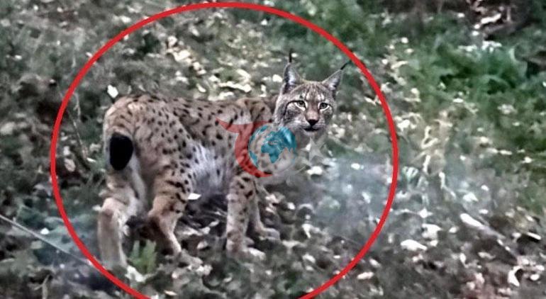 Kimse beklemiyordu ama gözlerini dört açtılar Dağ yolunda karşılarına çıktı