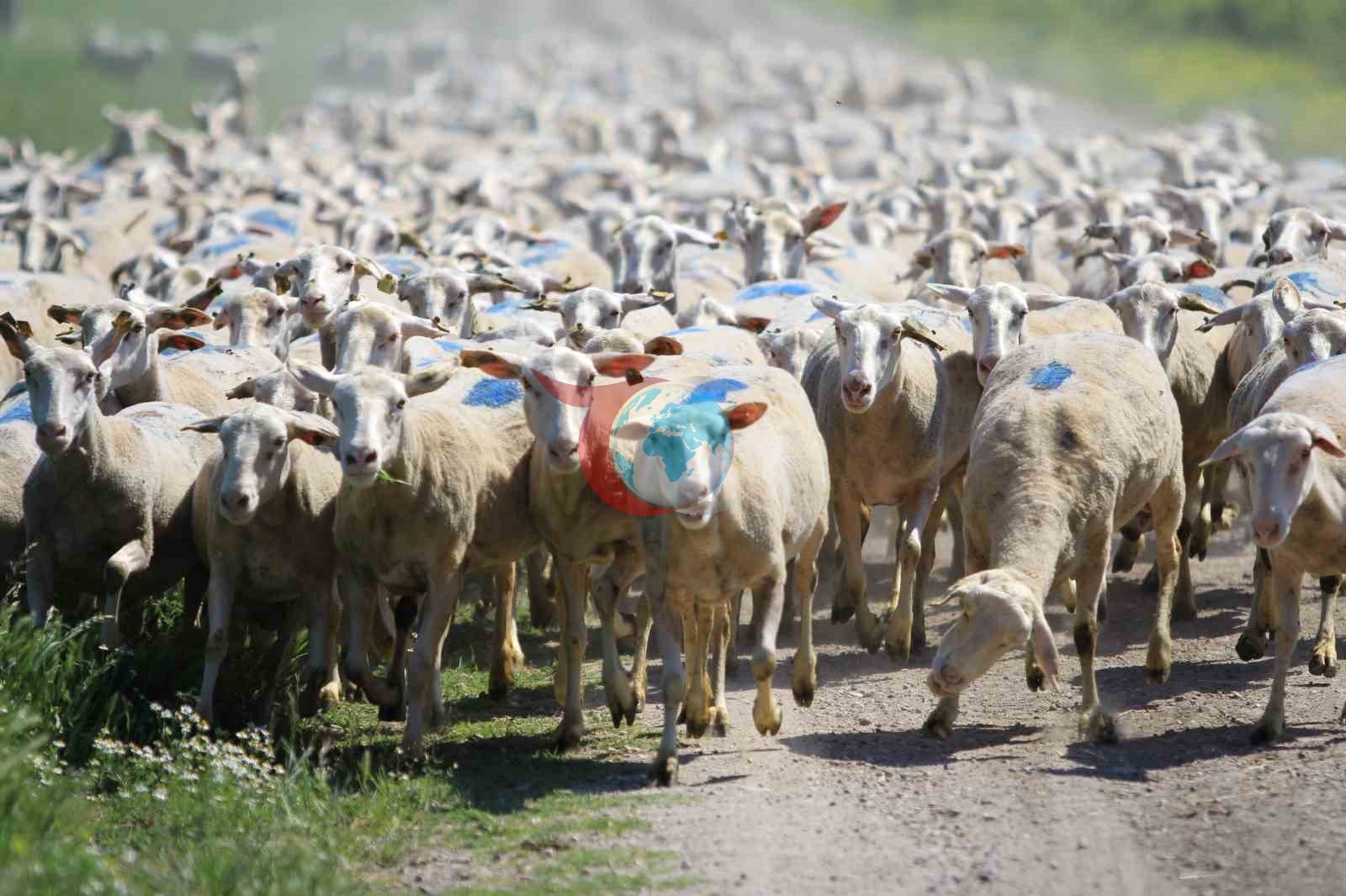 Kırsalda Bereket Projesi için Son Başvuru Fırsatı