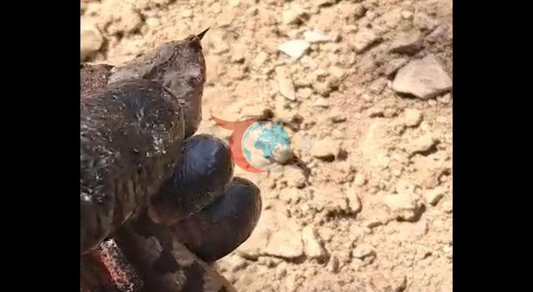 Zehriyle biliniyor Kentte büyük panik yarattı: Gözlerine inanamadık