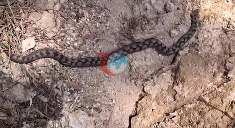 Zehriyle biliniyor Kentte büyük panik yarattı: Gözlerine inanamadık