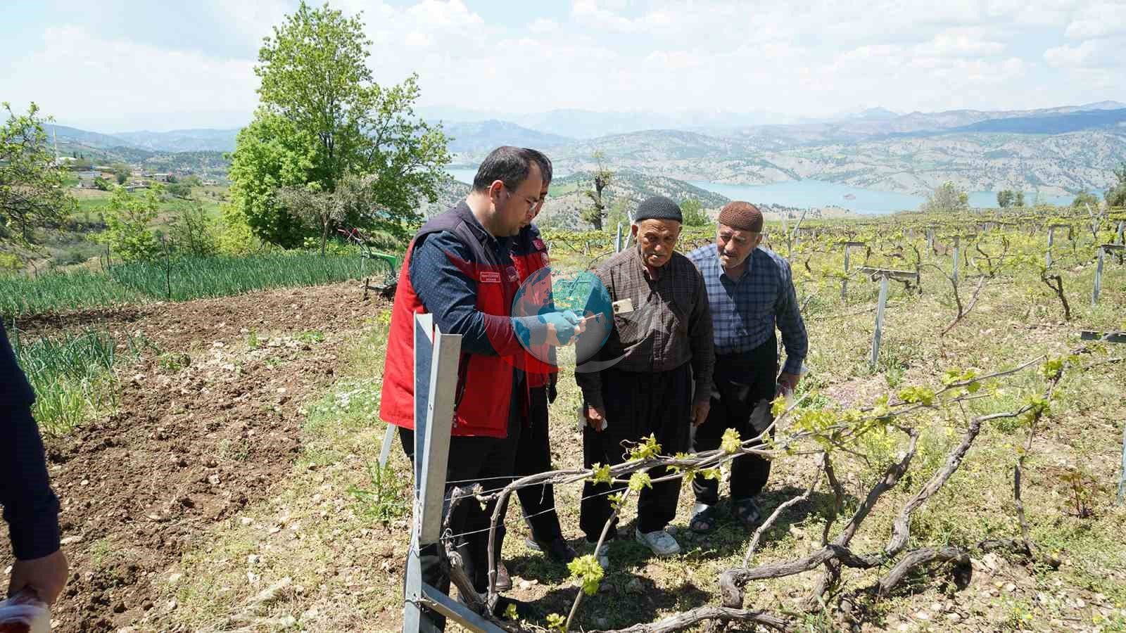 Kahramanmaraş'ta Kabarcık Üzümü İçin Yeni Koruma Stratejisi