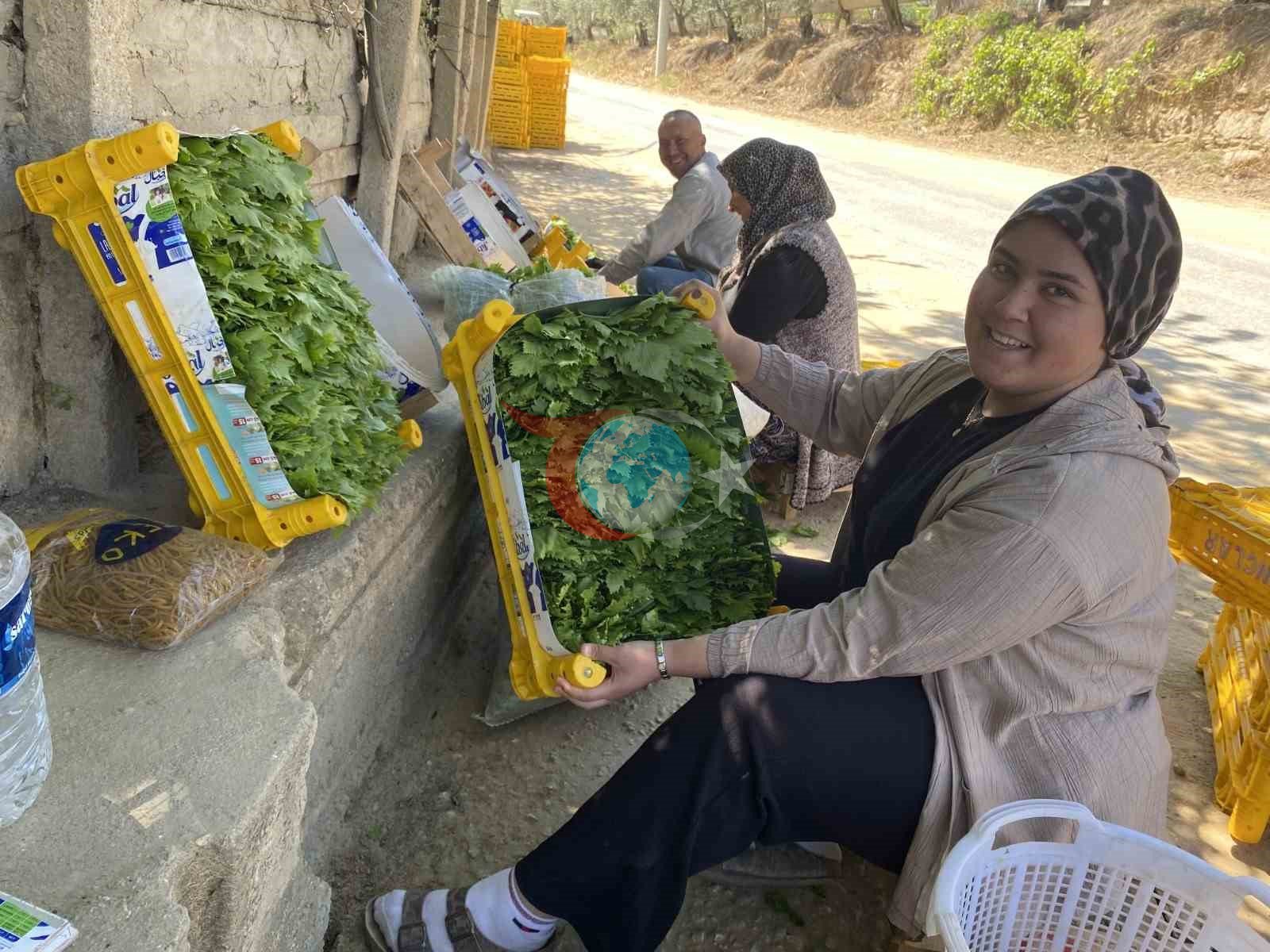 Üzümden Önce Gelen Asma Yaprağı Üreticiye Kazandırıyor