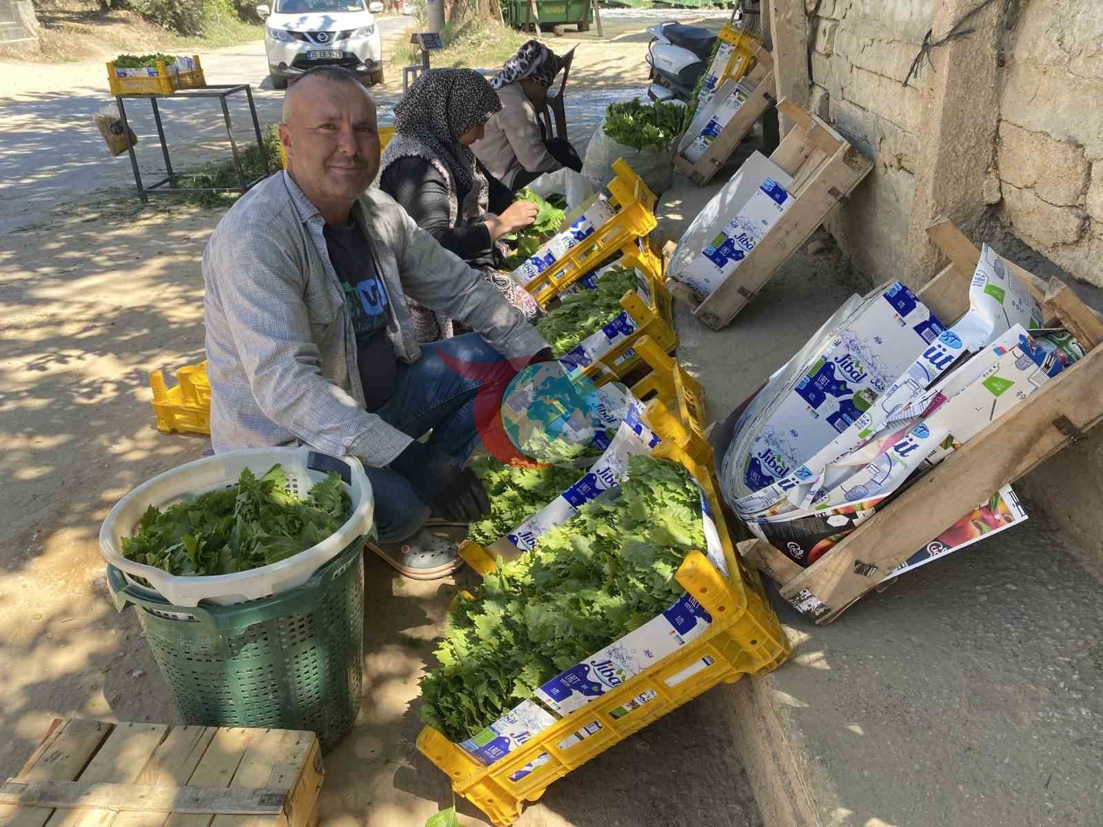 Üzümden önce yaprağı kazandırıyor