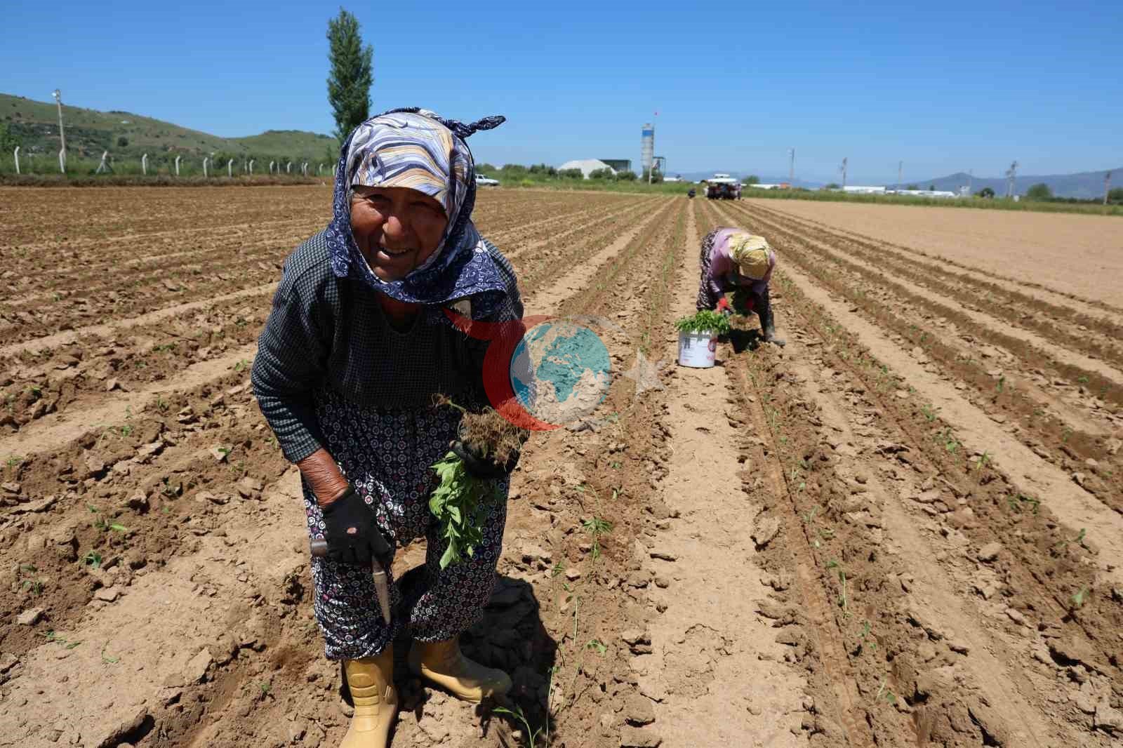 1 Mayıs'ın Tarla Gerçekliği: Aydın'da İşçi Bayramı
