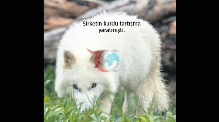 Mavi antilop geri döner mi