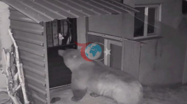 Aynı Bahçede Bu Kez Ayı Görüldü! Önceki Misafirler Vaşak ve Tilkiydi