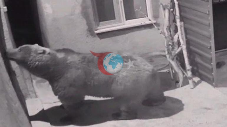 Yine aynı ev Vaşak ve tilkiden sonra bu kez ayı görüldü