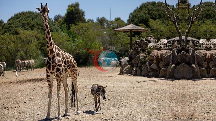 Yavru Zebra 'Gözde'ye Beklenmedik Arkadaşlık