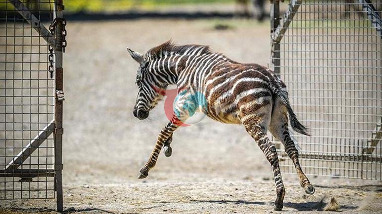 Yavru zebra Gözde’ye zürafalar sahip çıktı