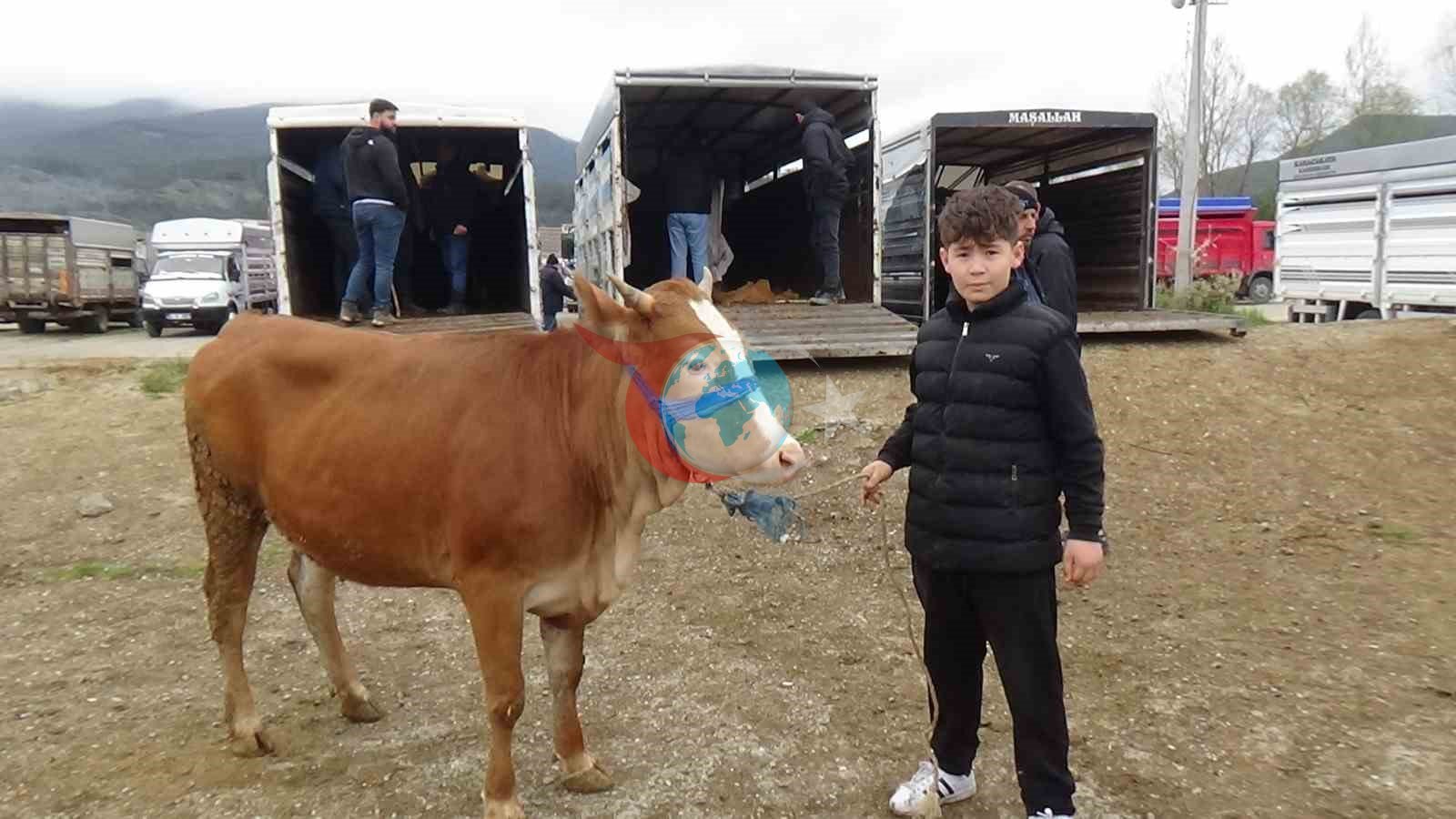 Genç Celepçi Ömer Seyit, Hayvan Pazarında Kurbanlık Satıyor