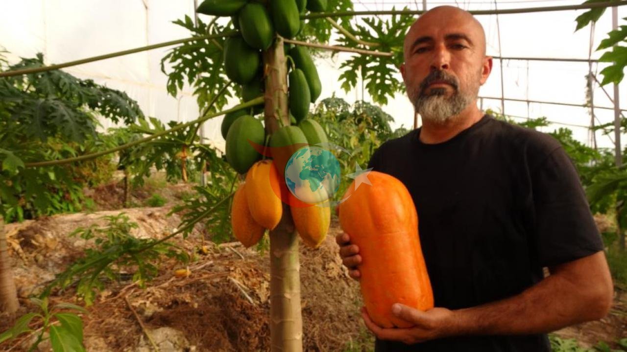 Papaya Sezonu Başladı: Kilosu 90 TL'yi Buluyor