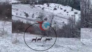 Kar altında görüntülendi Nadir misafirler heyecan yarattı