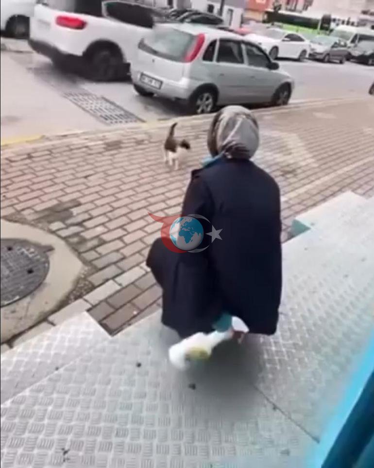 Sokak kedisine işkence Gel annem gel diyerek çağırdıktan sonra yaptığı kan dondurdu