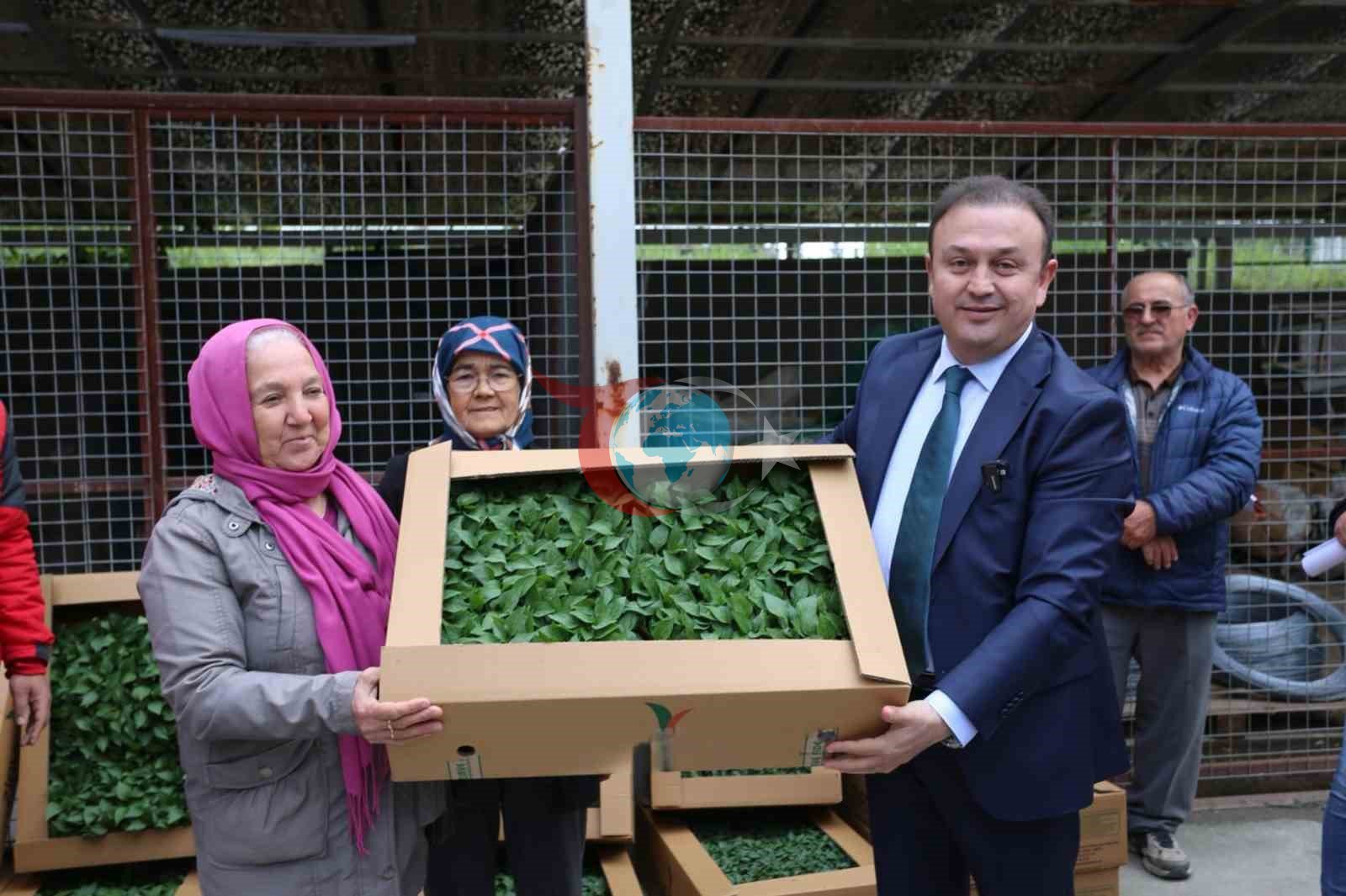 500 bin ata tohumundan üretilen fideler toprakla buluşuyor