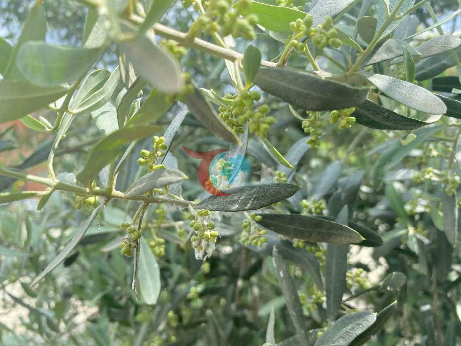 Salihli'de Zeytin Üreticilerine Kritik Uyarı
